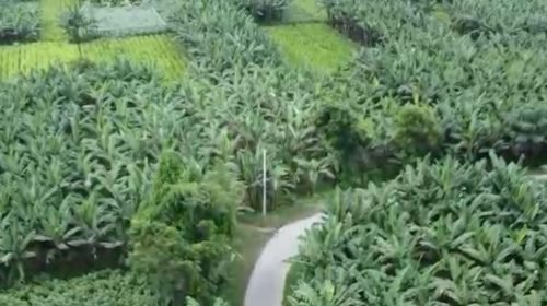 কুষ্টিয়ার জেলাজুড়ে সবুজের সমারোহ