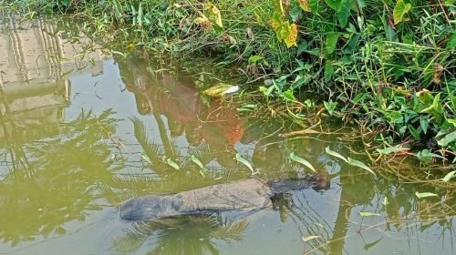 কুষ্টিয়ায় হাসপাতালের পুকুর থেকে অজ্ঞাত নারীর মরদেহ উ’দ্ধার